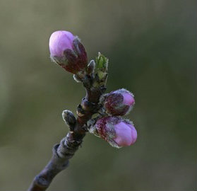 Early-Spring-Bud
